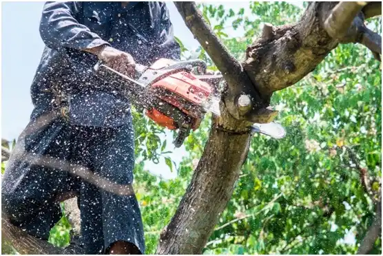 tree services Tuscarora